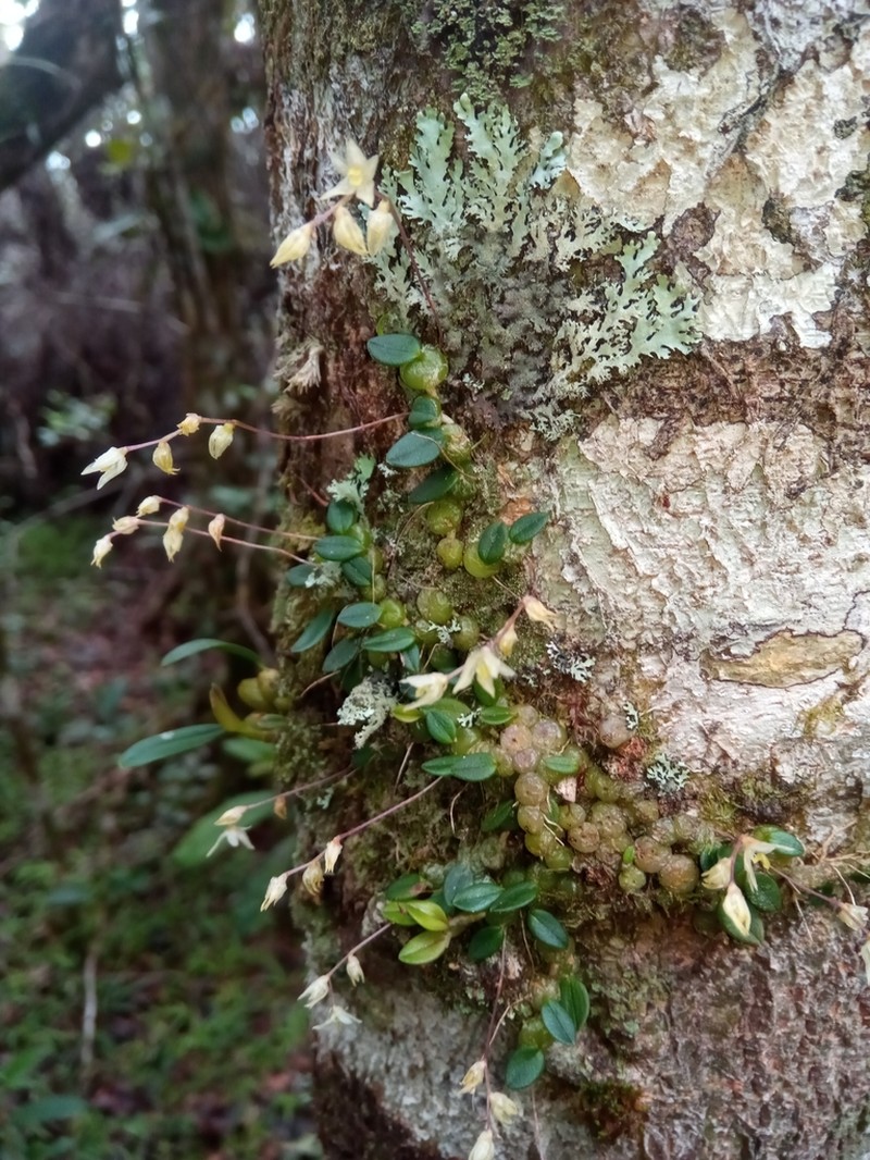 Bulbophyllum conchidioides photo 4