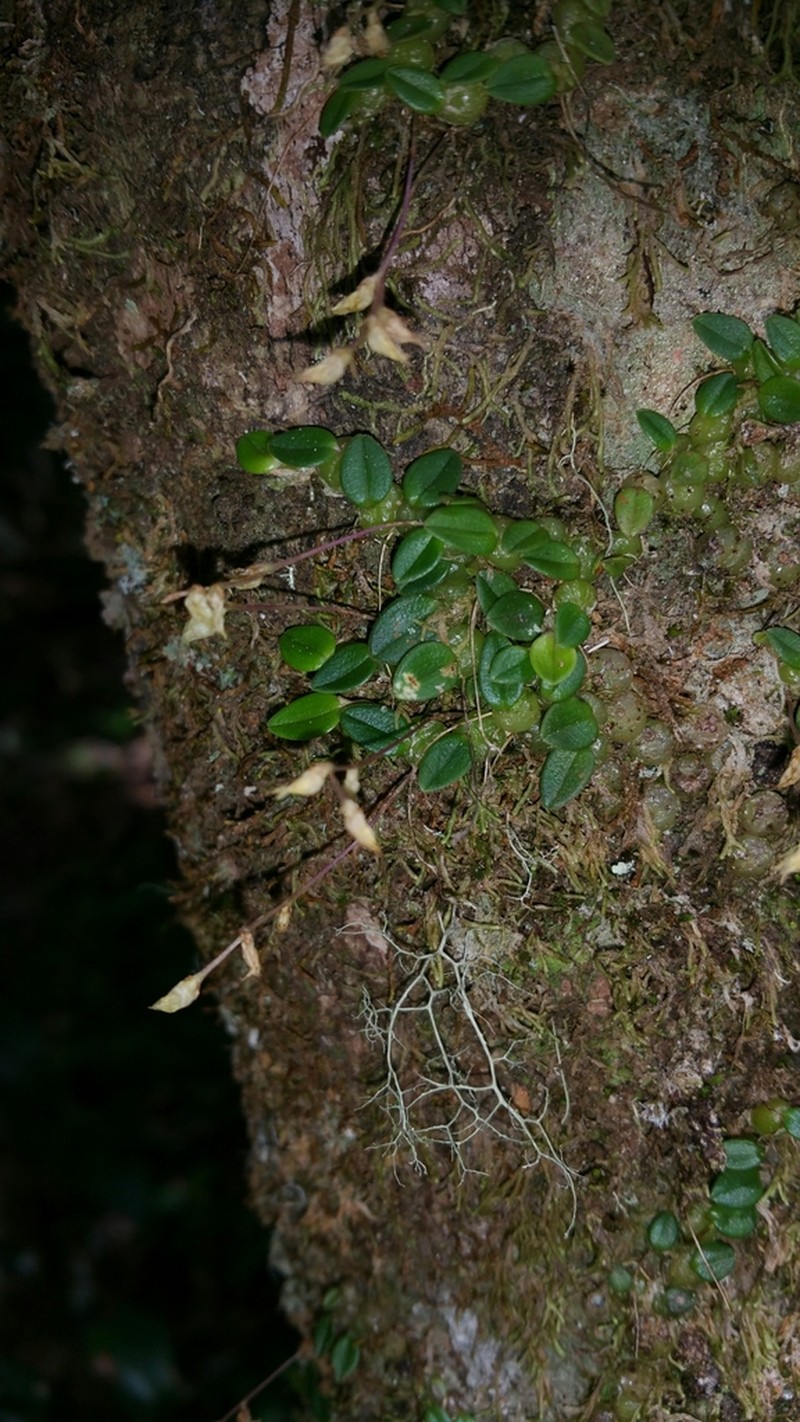 Bulbophyllum conchidioides photo 5