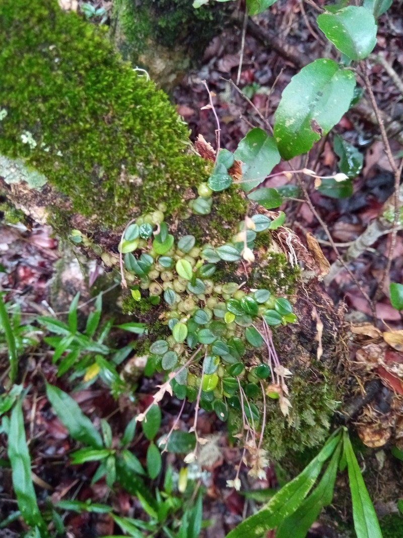 Bulbophyllum conchidioides photo 6