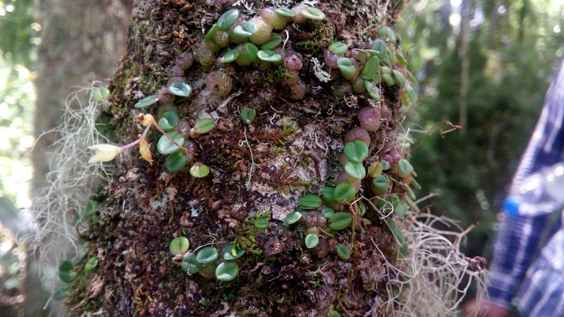 Bulbophyllum conchidioides photo 7