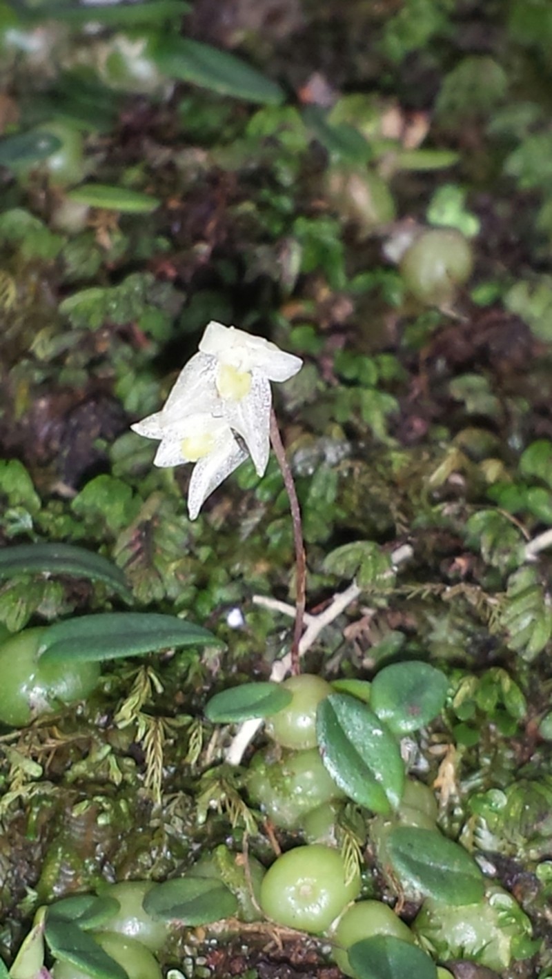 Bulbophyllum conchidioides photo 8
