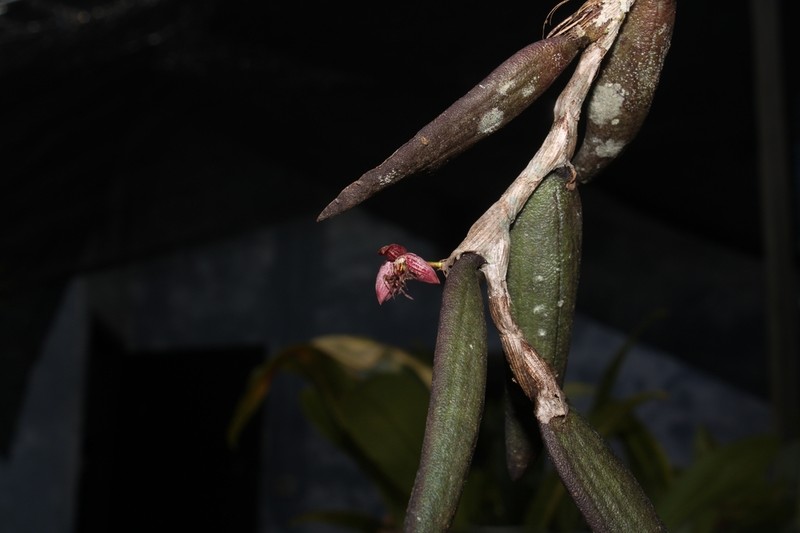 Bulbophyllum conchophyllum