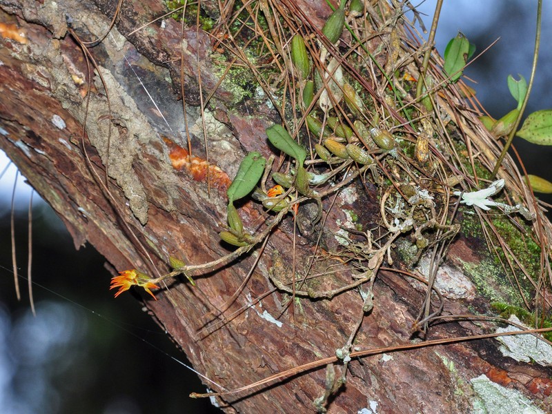 Bulbophyllum concinnum