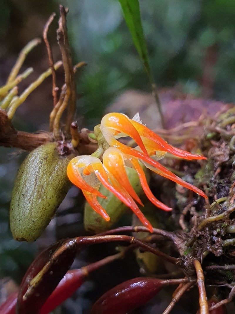 Bulbophyllum concinnum photo 2