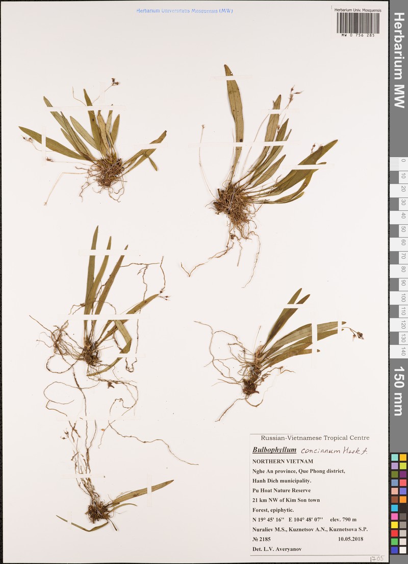 Bulbophyllum concinnum photo 3