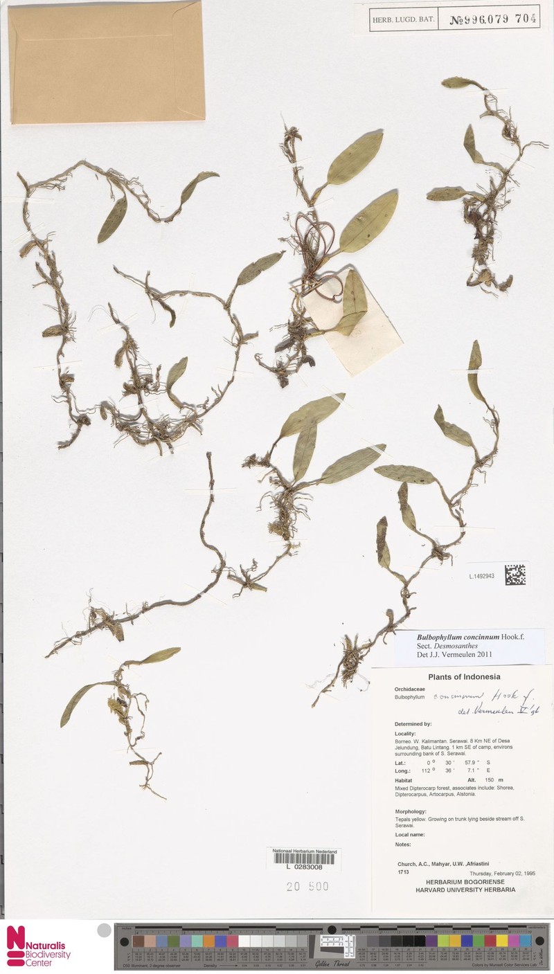 Bulbophyllum concinnum photo 4