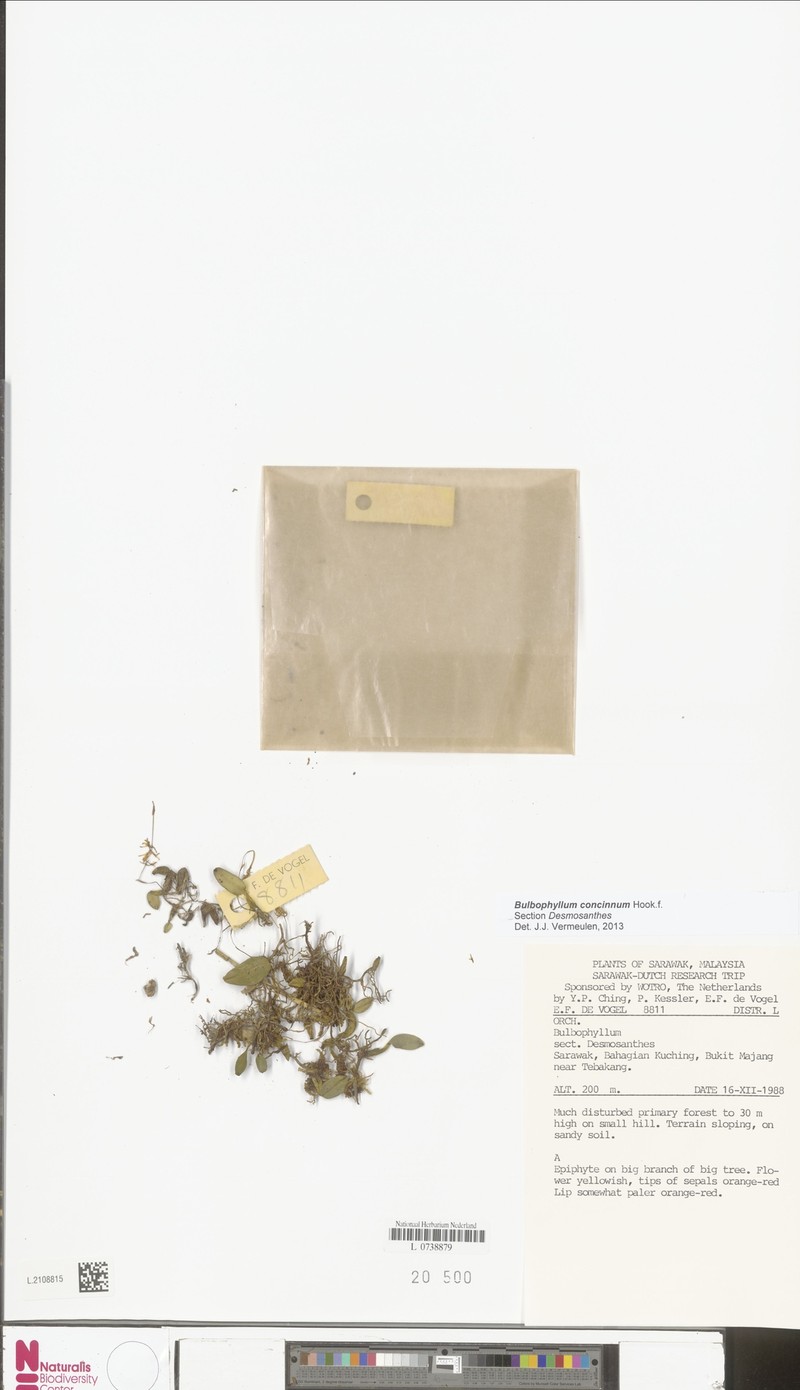 Bulbophyllum concinnum photo 6
