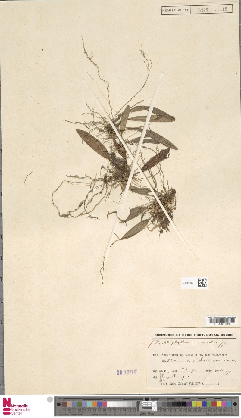 Bulbophyllum concolor