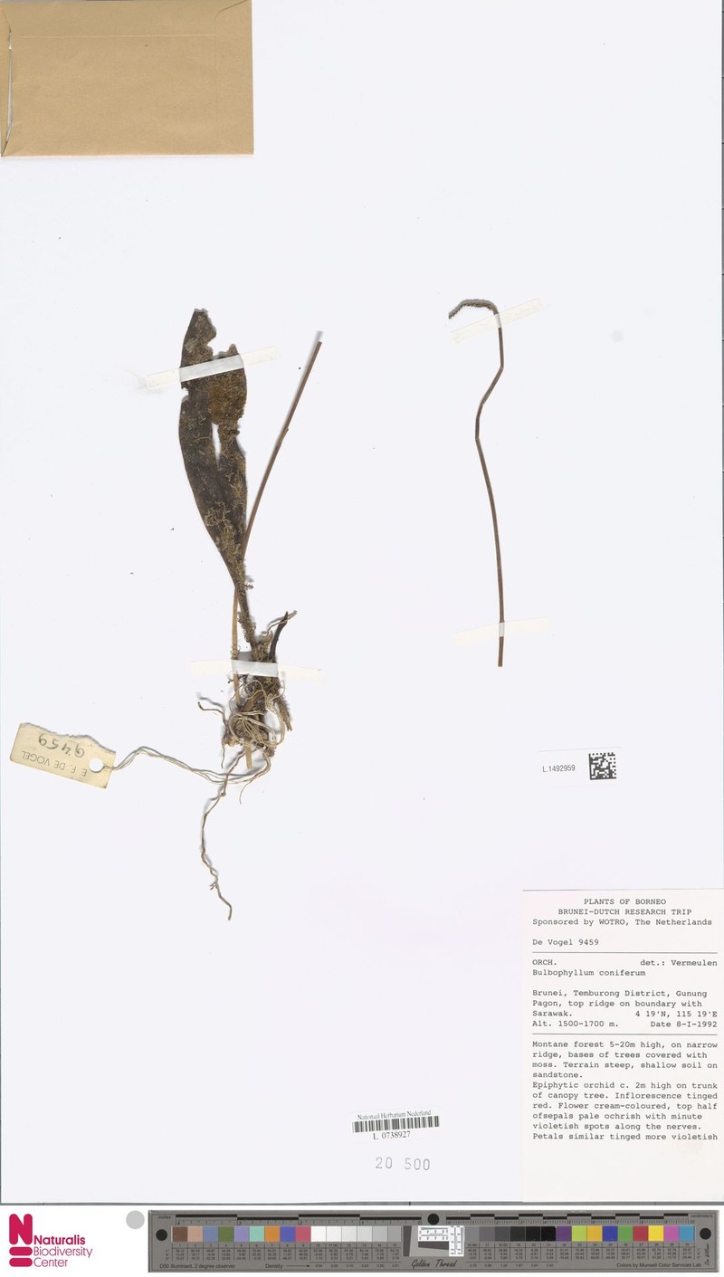 Bulbophyllum coniferum photo 2