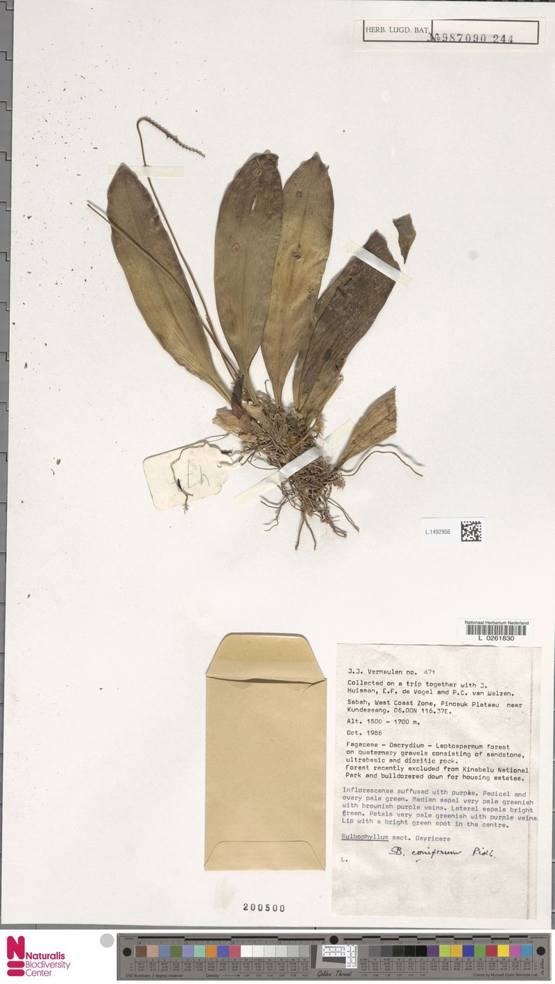 Bulbophyllum coniferum photo 3