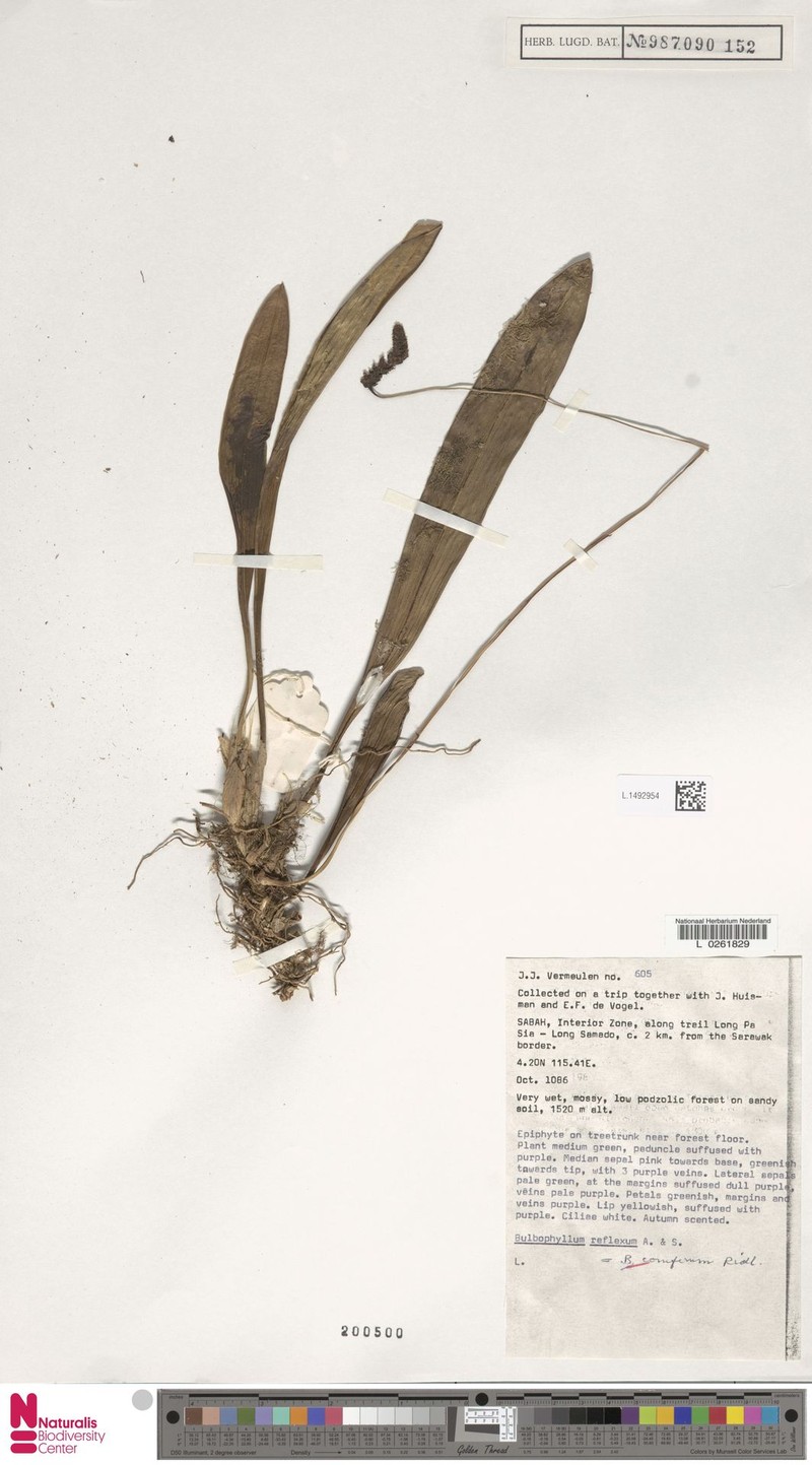 Bulbophyllum coniferum photo 4