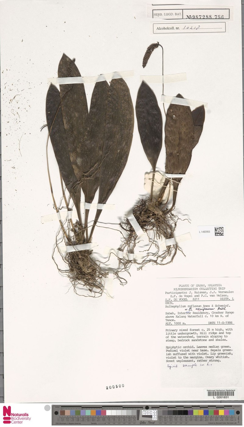 Bulbophyllum coniferum photo 5