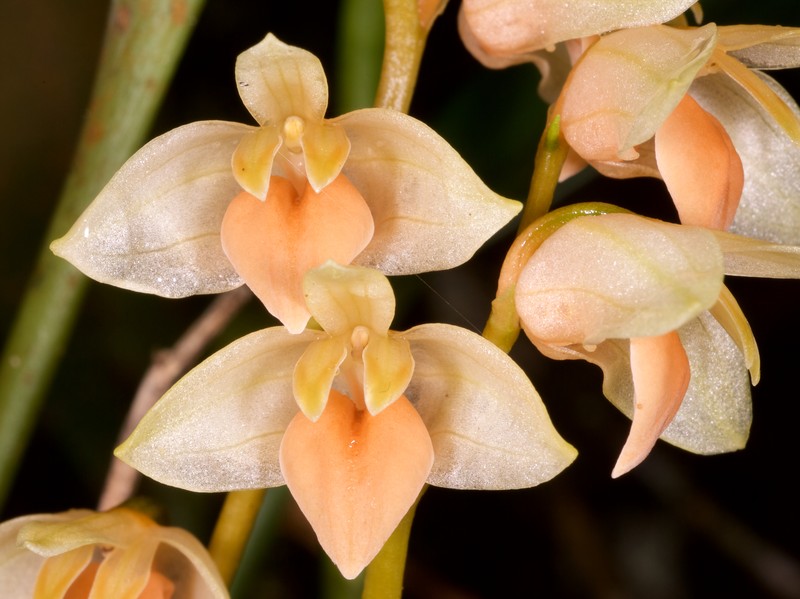 Bulbophyllum conspectum