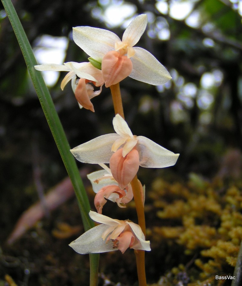 Bulbophyllum conspectum photo 2