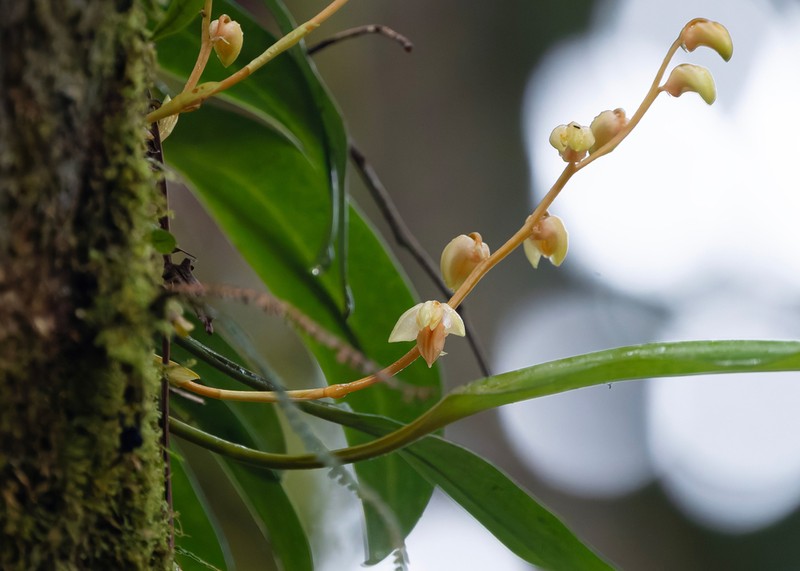 Bulbophyllum conspectum photo 3