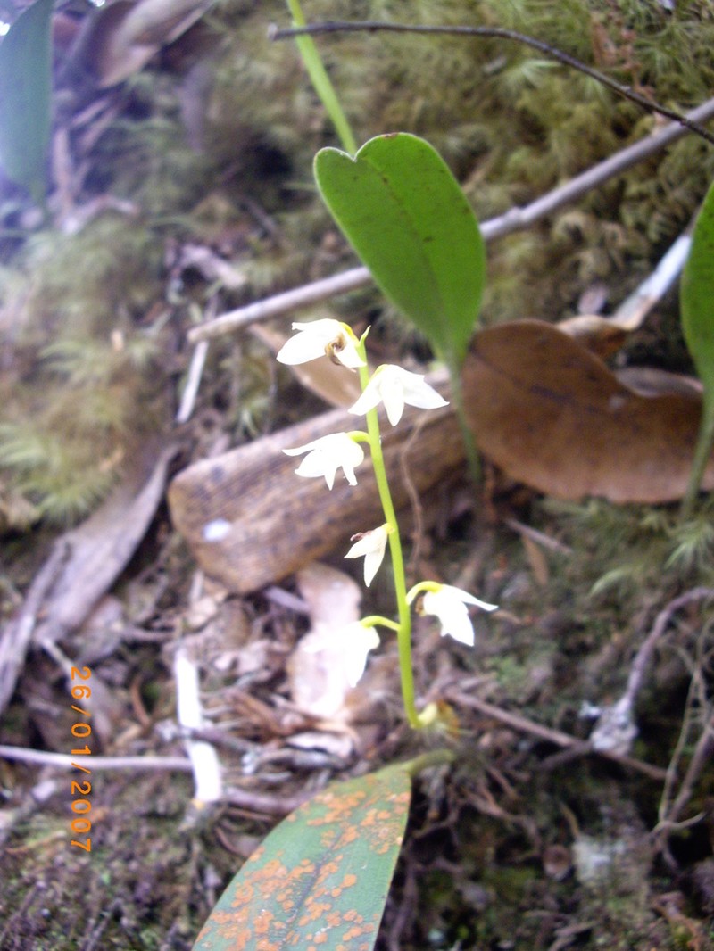 Bulbophyllum conspectum photo 4