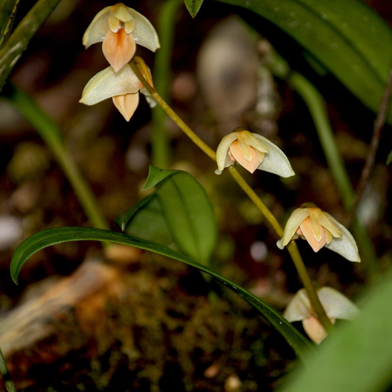Bulbophyllum conspectum photo 5