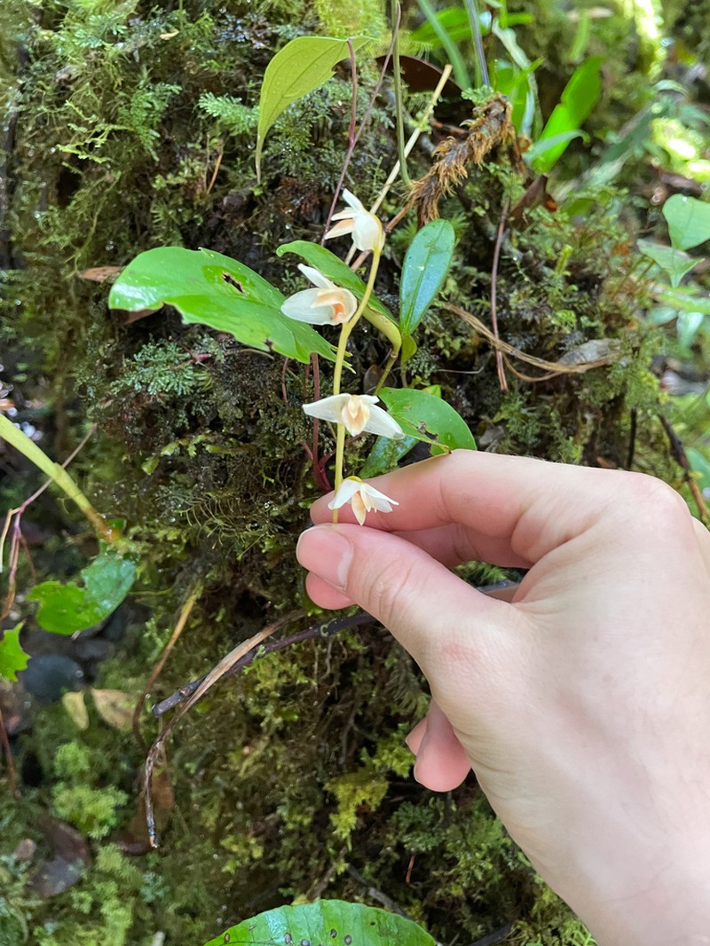 Bulbophyllum conspectum photo 6