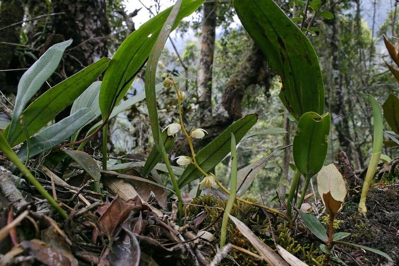 Bulbophyllum conspectum photo 7