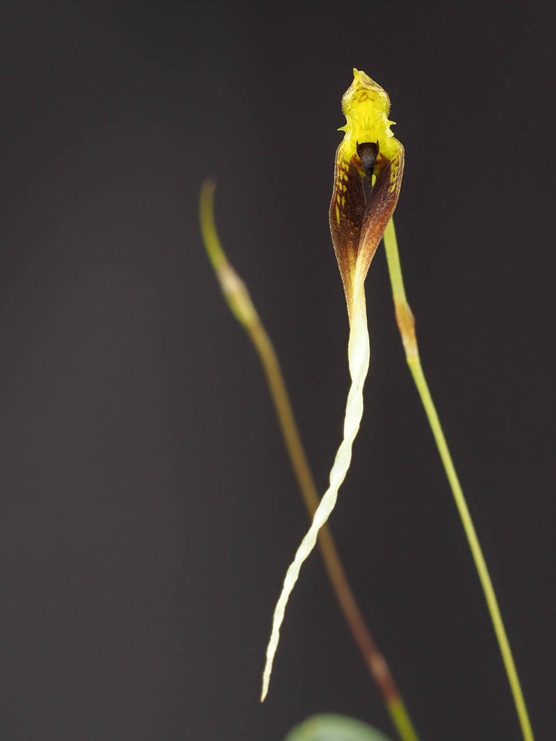 Bulbophyllum contortisepalum