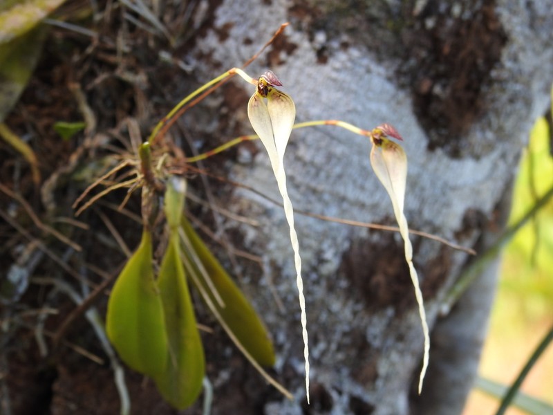 Bulbophyllum contortisepalum photo 2