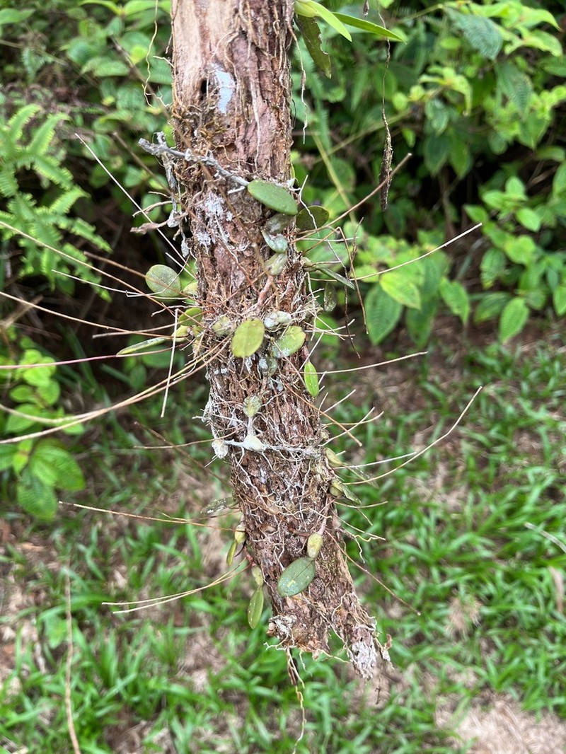 Bulbophyllum contortisepalum photo 3