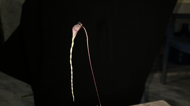 Bulbophyllum contortisepalum photo 4