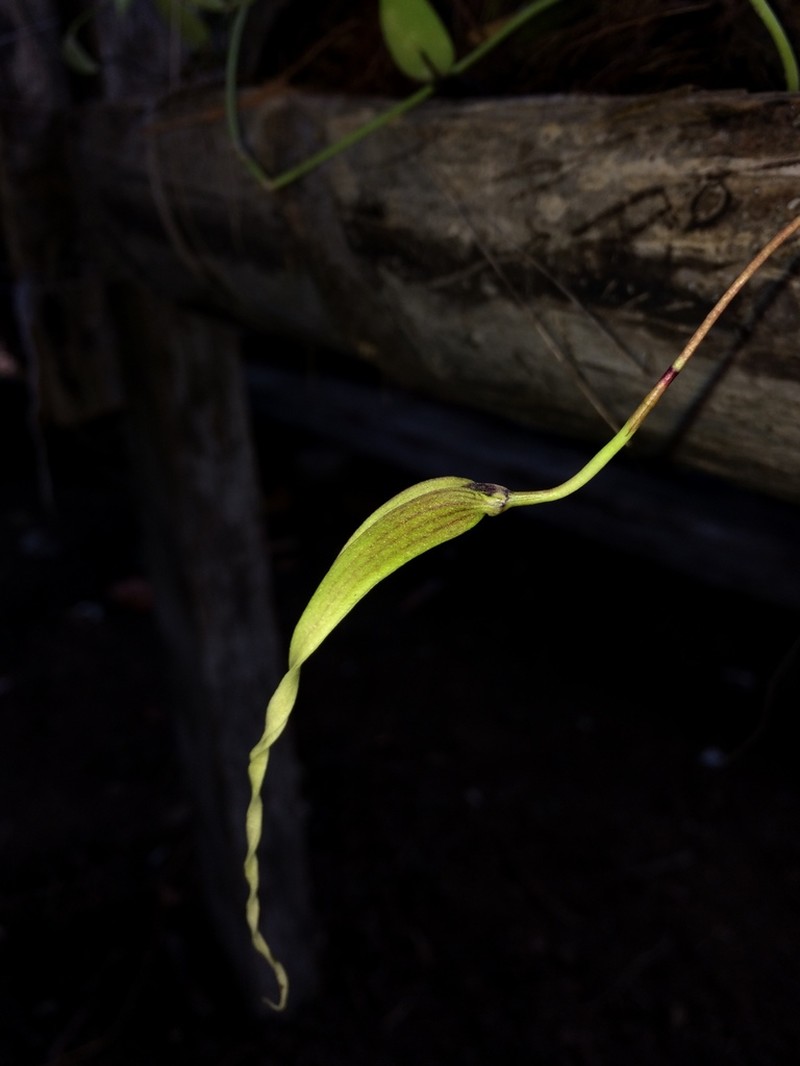 Bulbophyllum contortisepalum photo 5