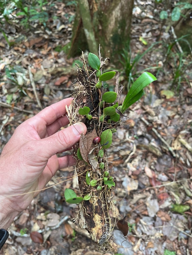 Bulbophyllum contortisepalum photo 6