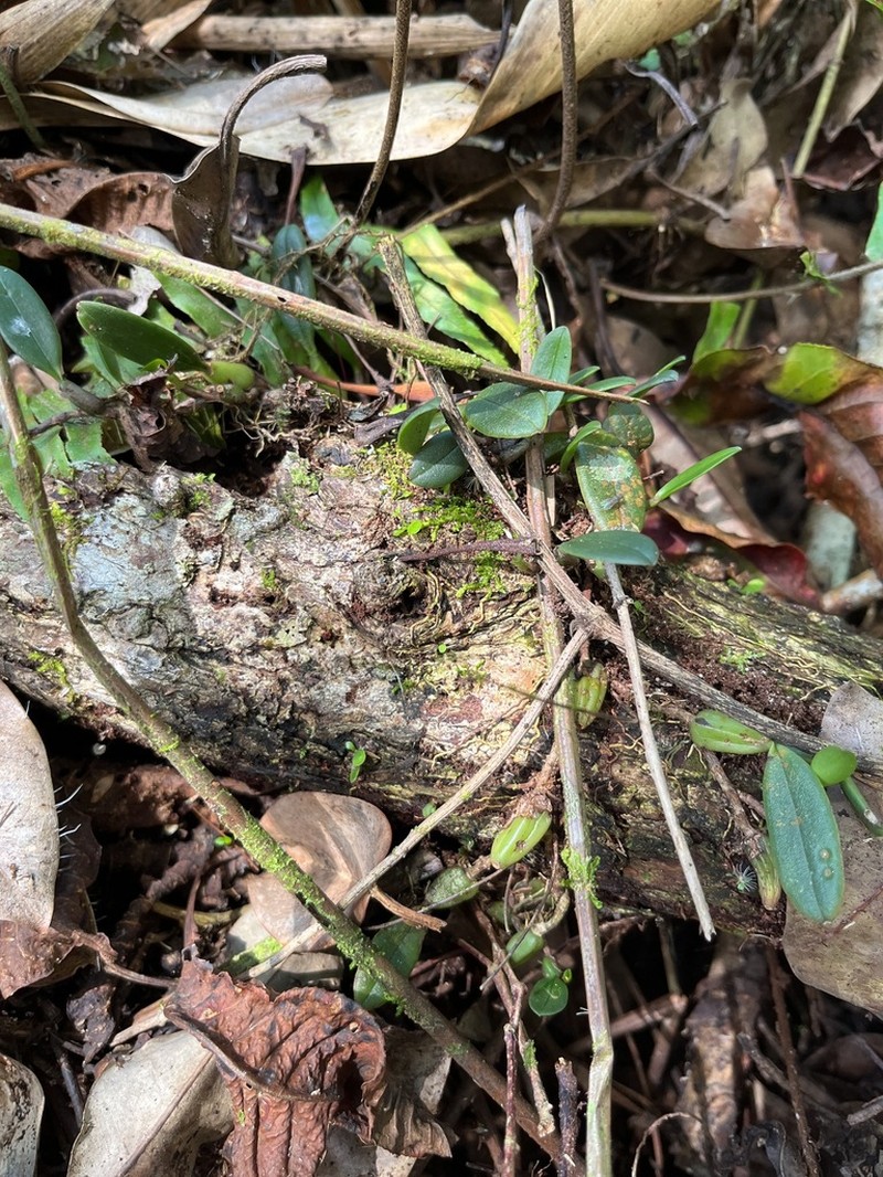 Bulbophyllum contortisepalum photo 7