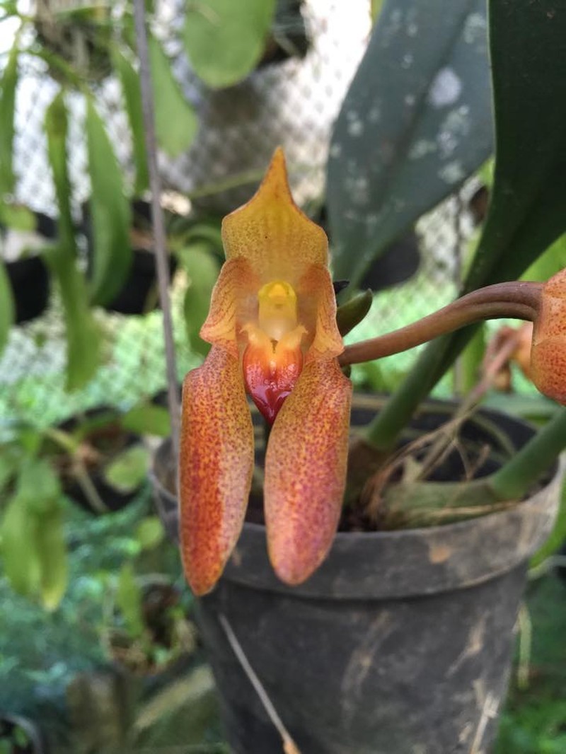 Bulbophyllum cootesii
