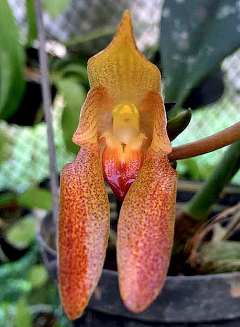 Bulbophyllum cootesii photo 2