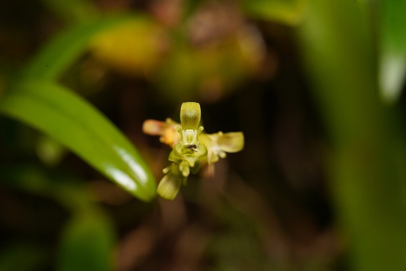 Bulbophyllum cordemoyi