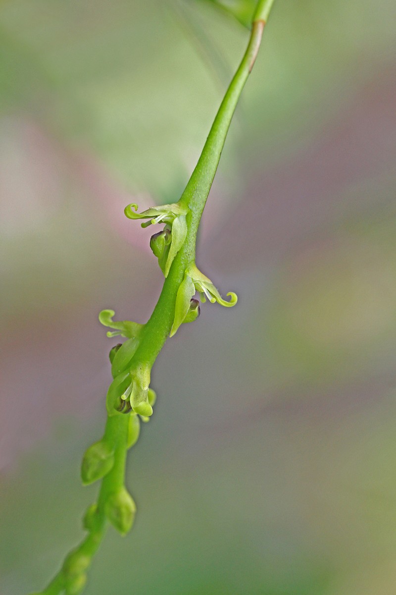 Bulbophyllum cordemoyi photo 2