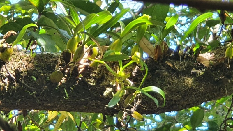 Bulbophyllum cordemoyi photo 3
