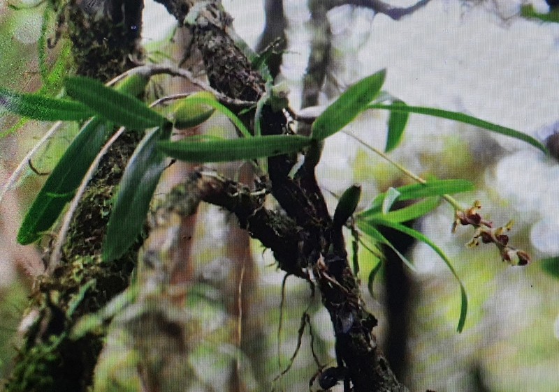 Bulbophyllum cordemoyi photo 5