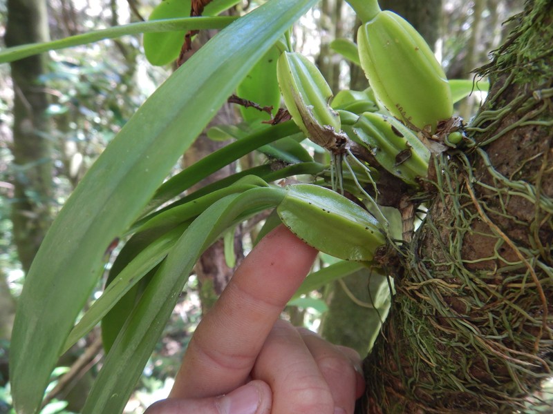 Bulbophyllum cordemoyi photo 6