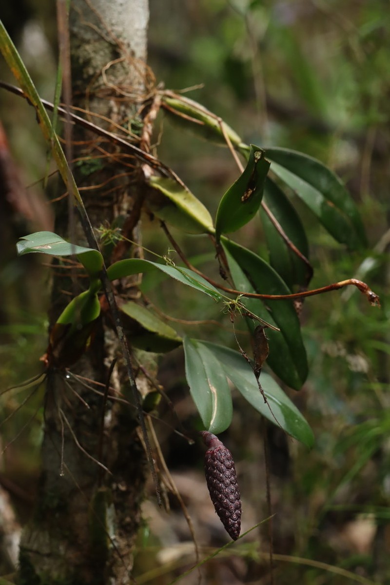 Bulbophyllum coriophorum