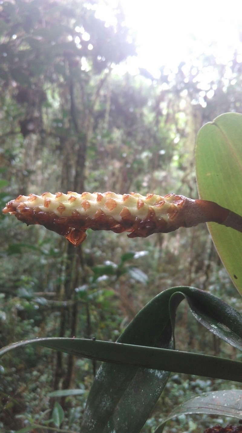 Bulbophyllum coriophorum photo 2