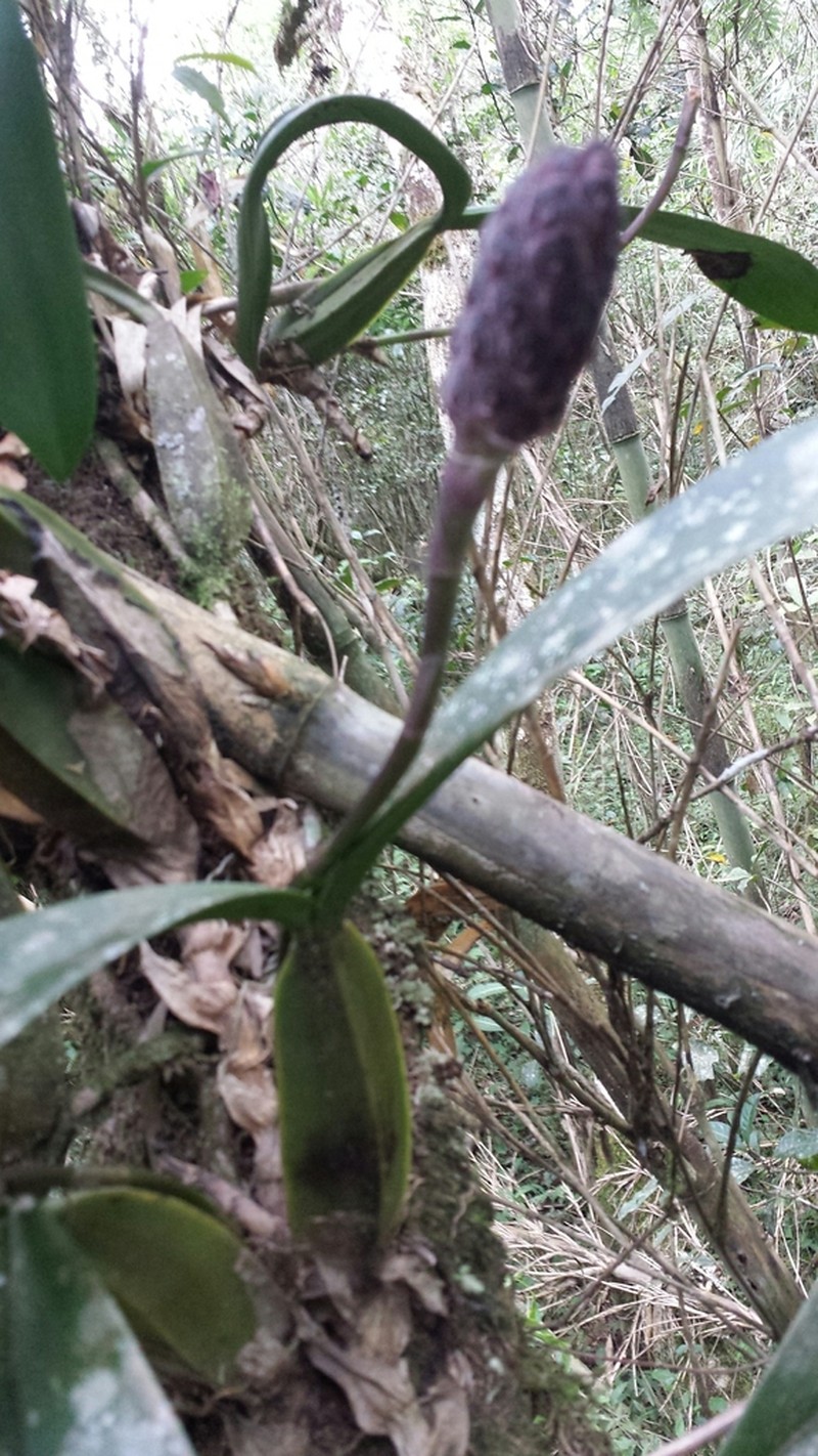 Bulbophyllum coriophorum photo 3