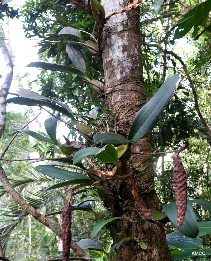 Bulbophyllum coriophorum photo 4