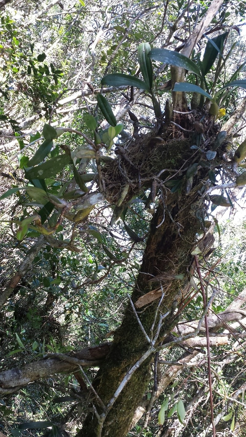 Bulbophyllum coriophorum photo 5