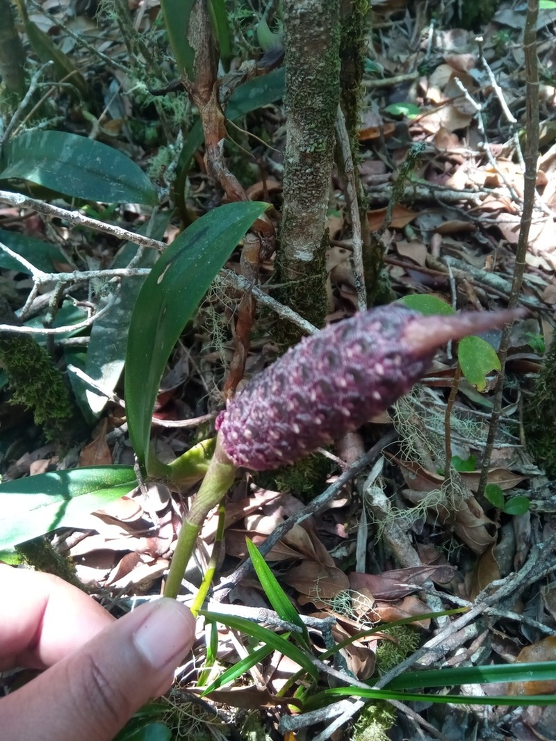 Bulbophyllum coriophorum photo 6