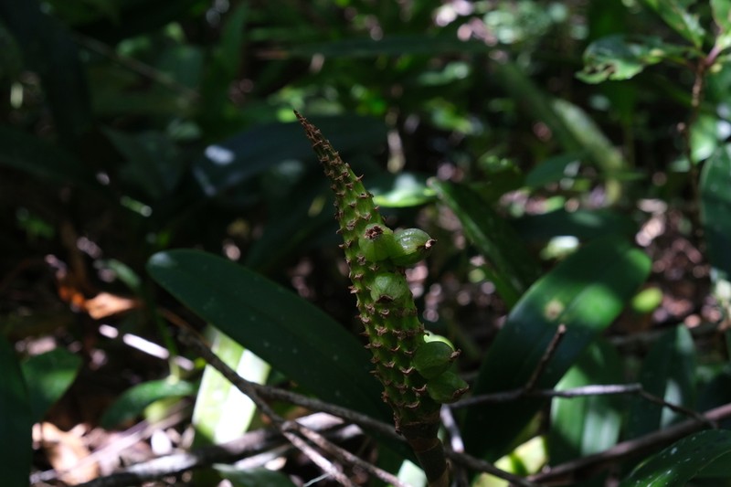 Bulbophyllum coriophorum photo 7