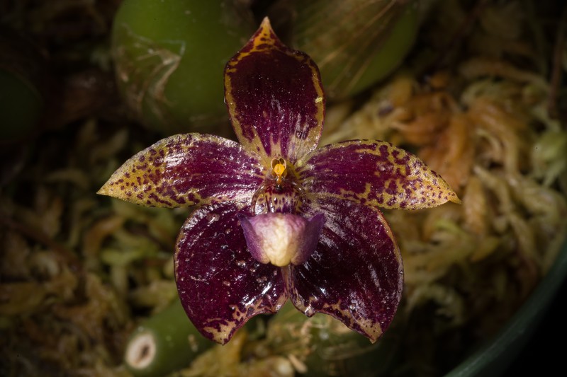 Bulbophyllum cornutum