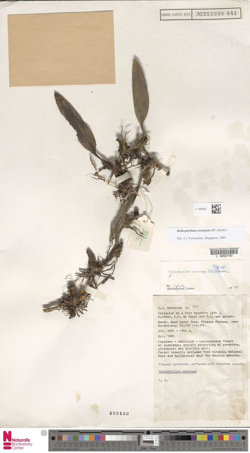 Bulbophyllum cornutum photo 2