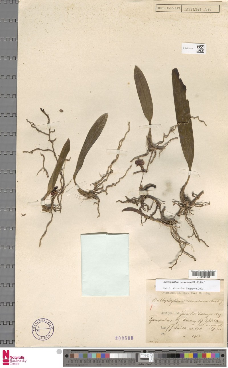 Bulbophyllum cornutum photo 3