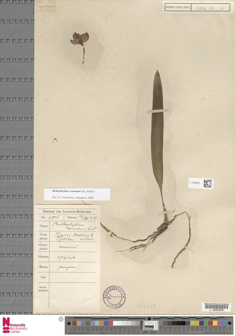 Bulbophyllum cornutum photo 4