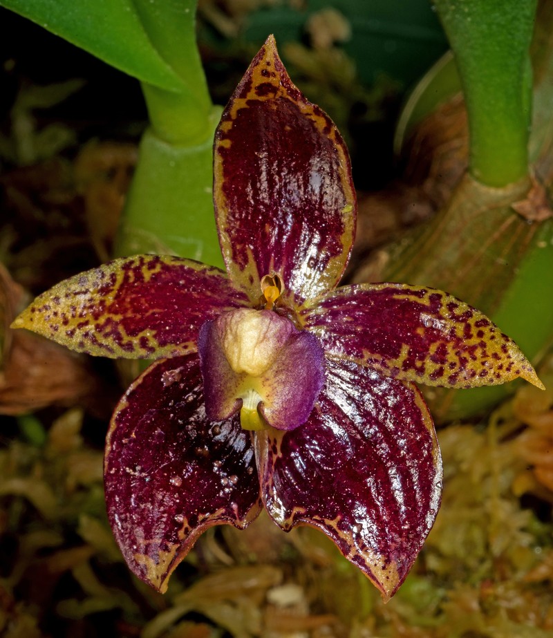 Bulbophyllum cornutum photo 6