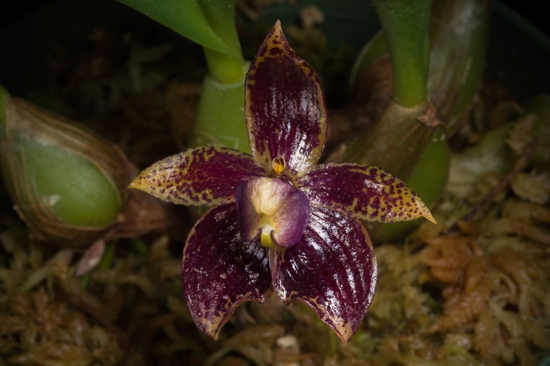 Bulbophyllum cornutum photo 7